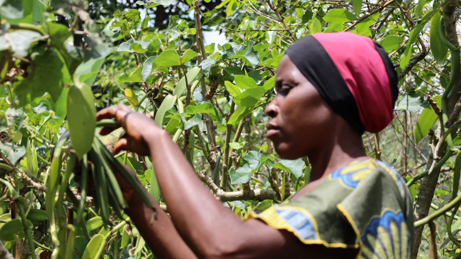 Vanilla Dream – traumhafte Vanille