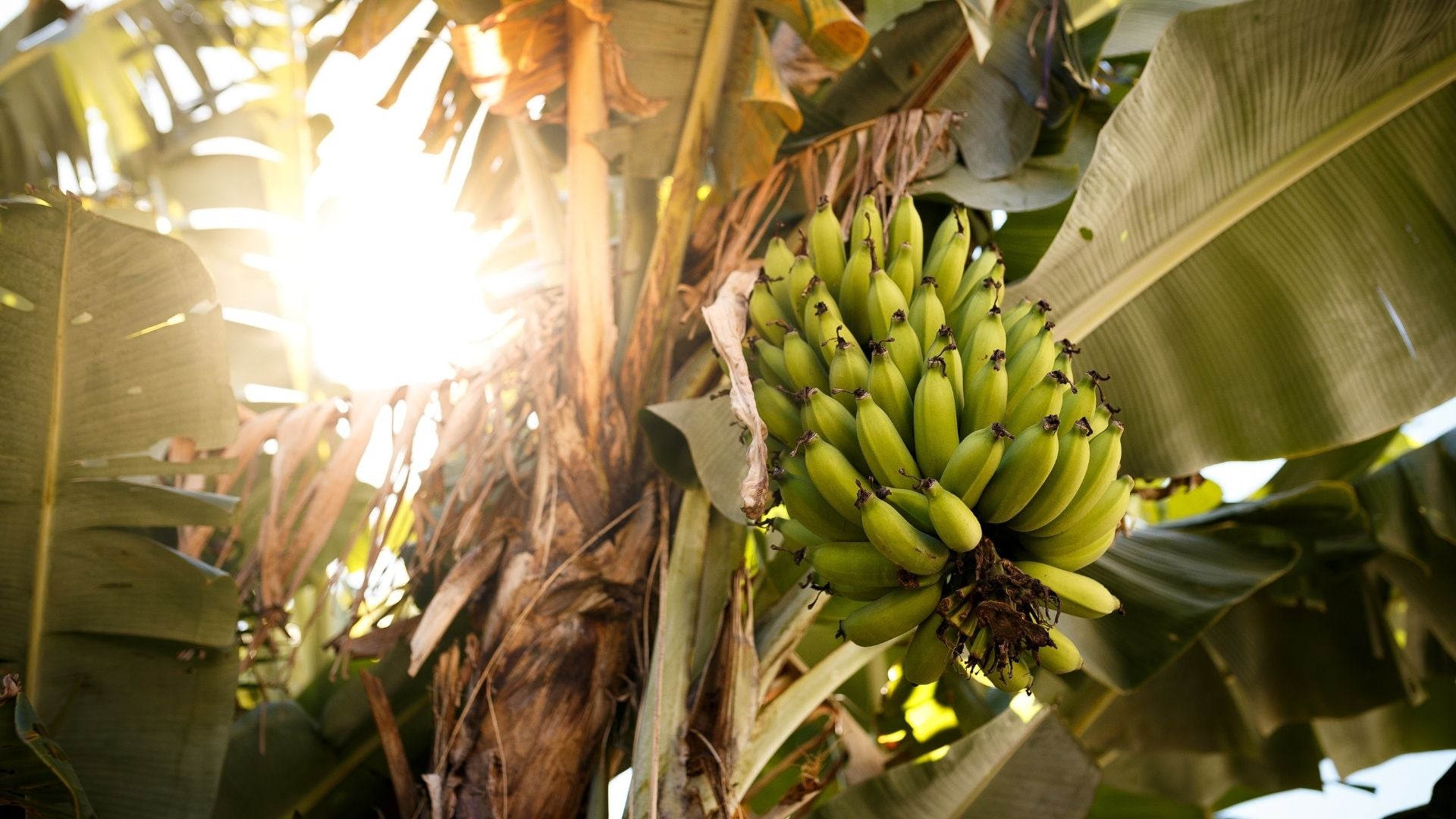 Ihr habt entschieden: Banane wird unsere nächste Sorte